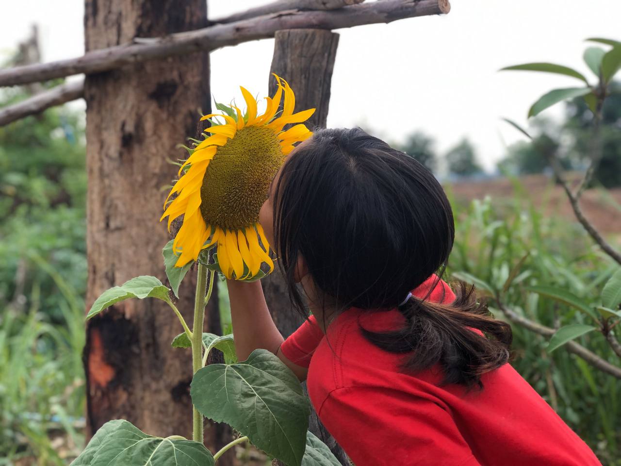 A girl in red smells a large sunflower in a field of vegetation. Her face is hidden from the camera.